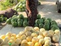 热点吃瓜,吃瓜群众如何解读明星事件